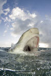 Lemon Shark 288