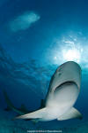 Lemon Shark 