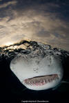 Lemon Shark