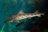 Leopard Shark