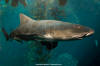 Leopard Shark