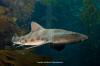 Leopard Shark