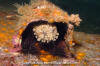 Leopard Toadfish