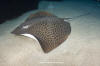 Leopard whipray