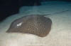 Leopard whipray