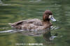 Lesser Scaup