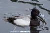 Lesser Scaup male