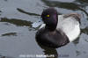 Lesser Scaup