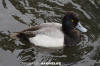 Lesser Scaup