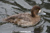 Lesser Scaup