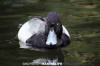 Lesser Scaup 014