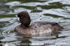 Lesser Scaup