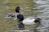 Lesser Scaup