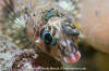 Longfin Sculpin