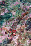 Longfin Sculpin