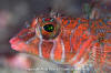 Longfin Sculpin