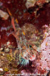 Longfin Sculpin