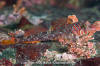 Longfin Sculpin