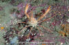 Longhorn Decorator Crab