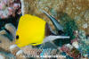 Longnose Butterflyfish