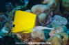 Longnose Butterflyfish