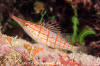 Longnose Hawkfish