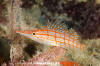 Longnose Hawkfish