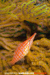 Longnose Hawkfish