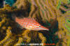 Longnose Hawkfish