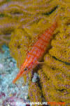 Longnose Hawkfish