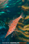 Longnose Hawkfish