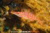 Longnose Hawkfish