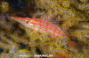 Longnose Hawkfish