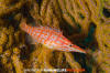 Longnose Hawkfish