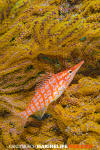 Longnose Hawkfish