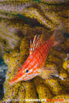 Longnose Hawkfish