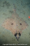 Longnose Skate