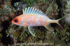 Longspine Squirrelfish