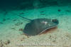 Longtail Stingray