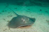 Longtail Stingray