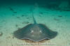 Longtail Stingray