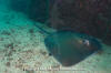 Longtail Stingray