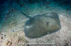 Longtail Stingray