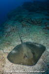 Longtail Stingray