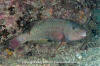 Loosetooth Parrotfish