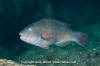 Loosetooth Parrotfish