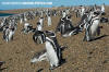 Magellanic Penguin