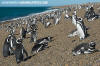 Magellanic Penguin