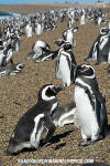 Magellanic Penguin