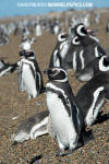 Magellanic Penguin